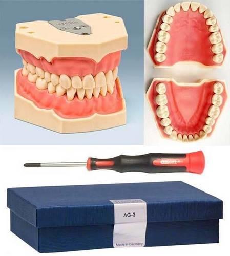 Frasaco Fantom Çene  AG-3 28 Lik Model