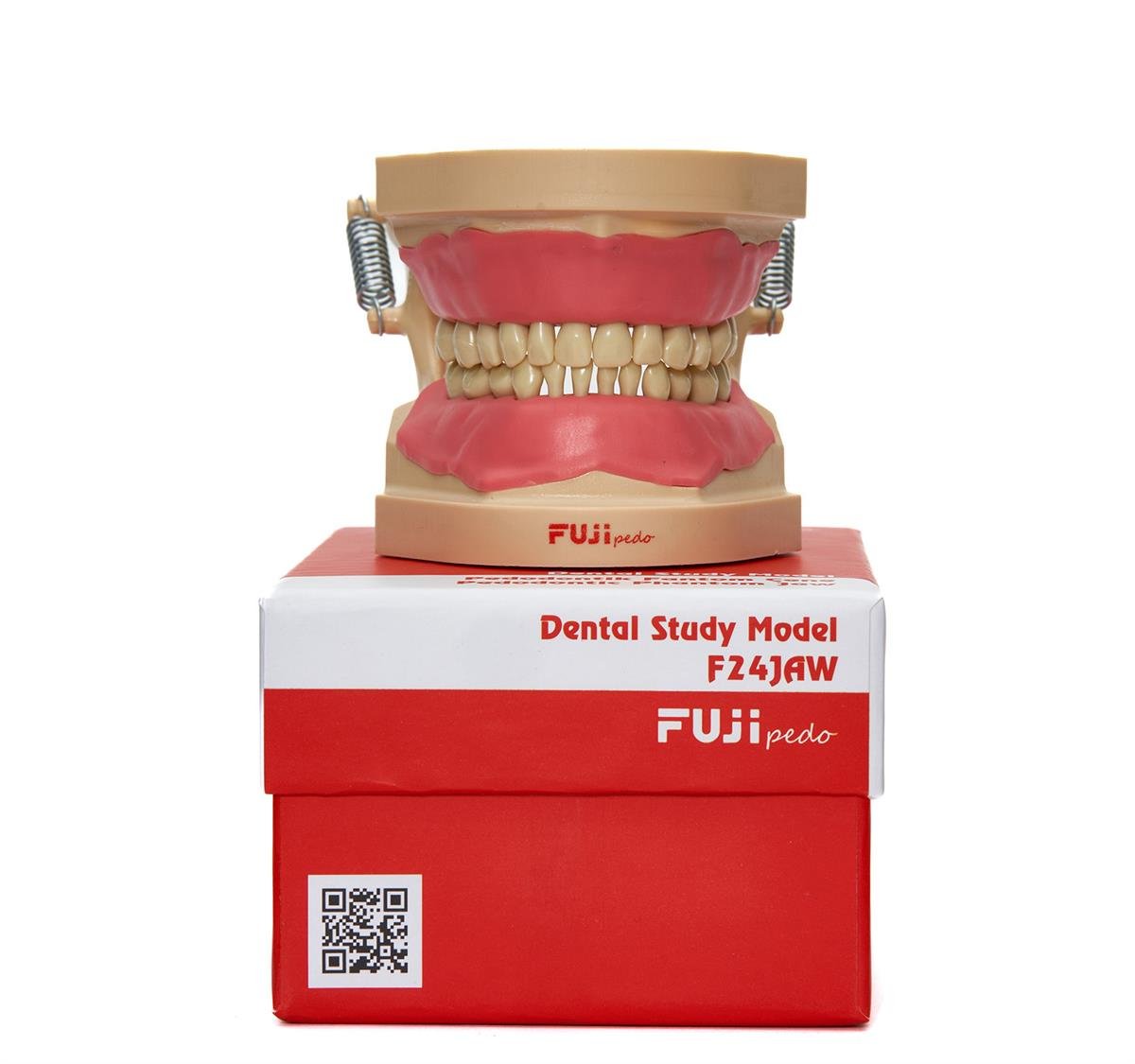 Fuji Pedodontik Fantom Çene