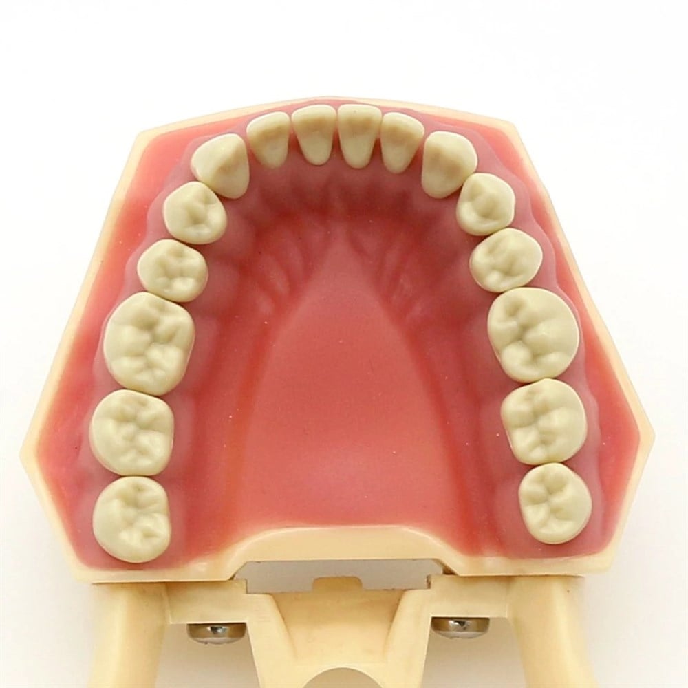 Fuji Plus 32 lik Çene