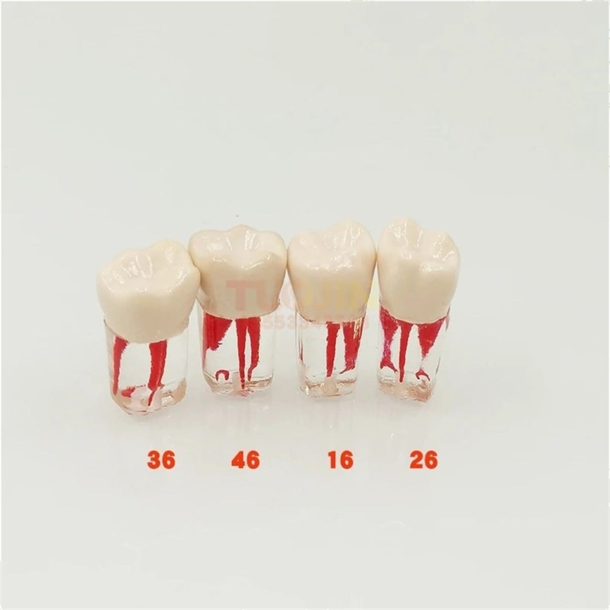 Omega Endodontik Kronlu Kanallı Dişler