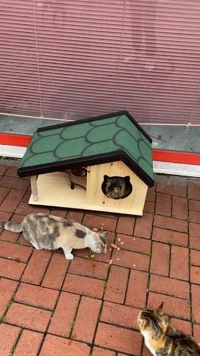 Narım Ahşap Mama Standlı Tırmalama Tahtalı Özel Tasarım Kedi Barınağı, Kedi Barınağı 74x45 cm