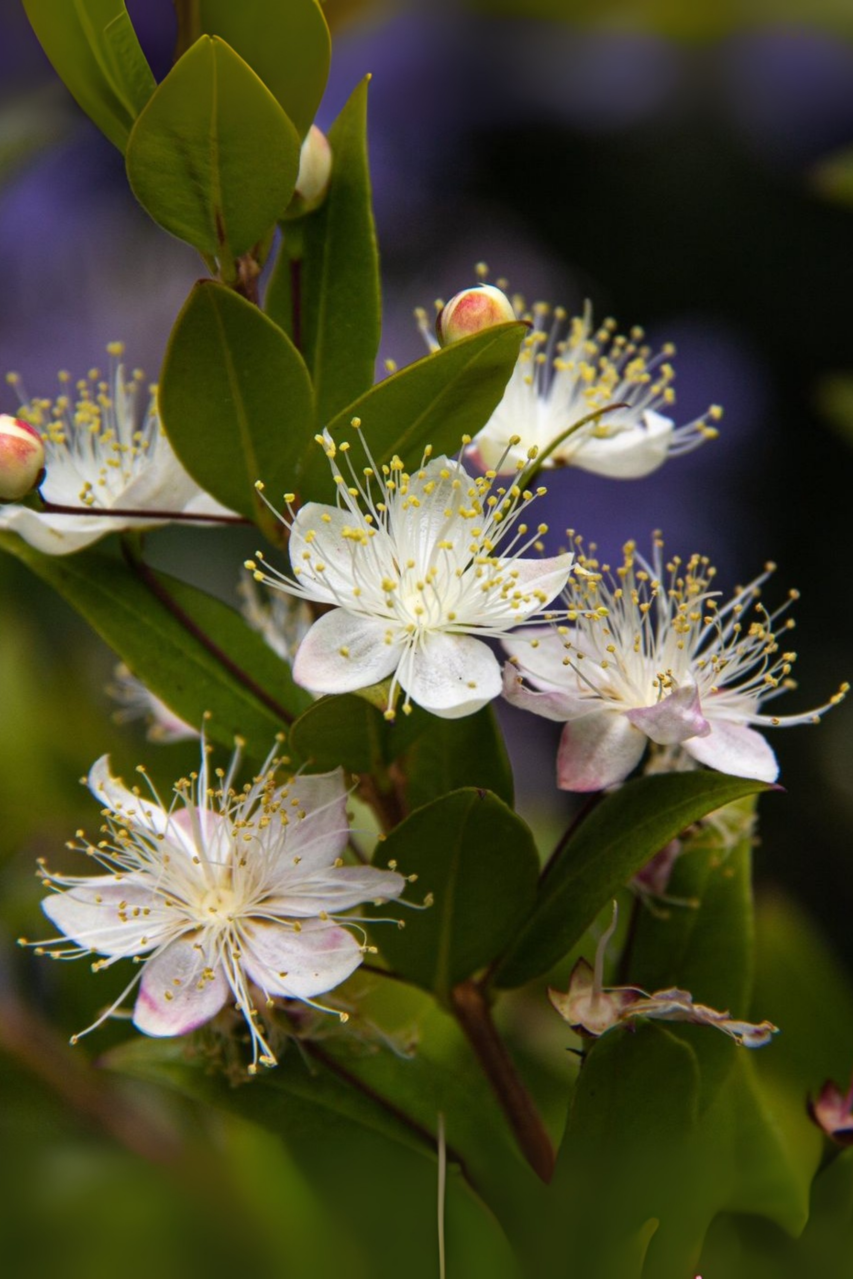 Bahçevilya Beyaz Mersin (Myrtus Communis) Meyve Fidanı 1-2 Yaş Arası Saksılı
