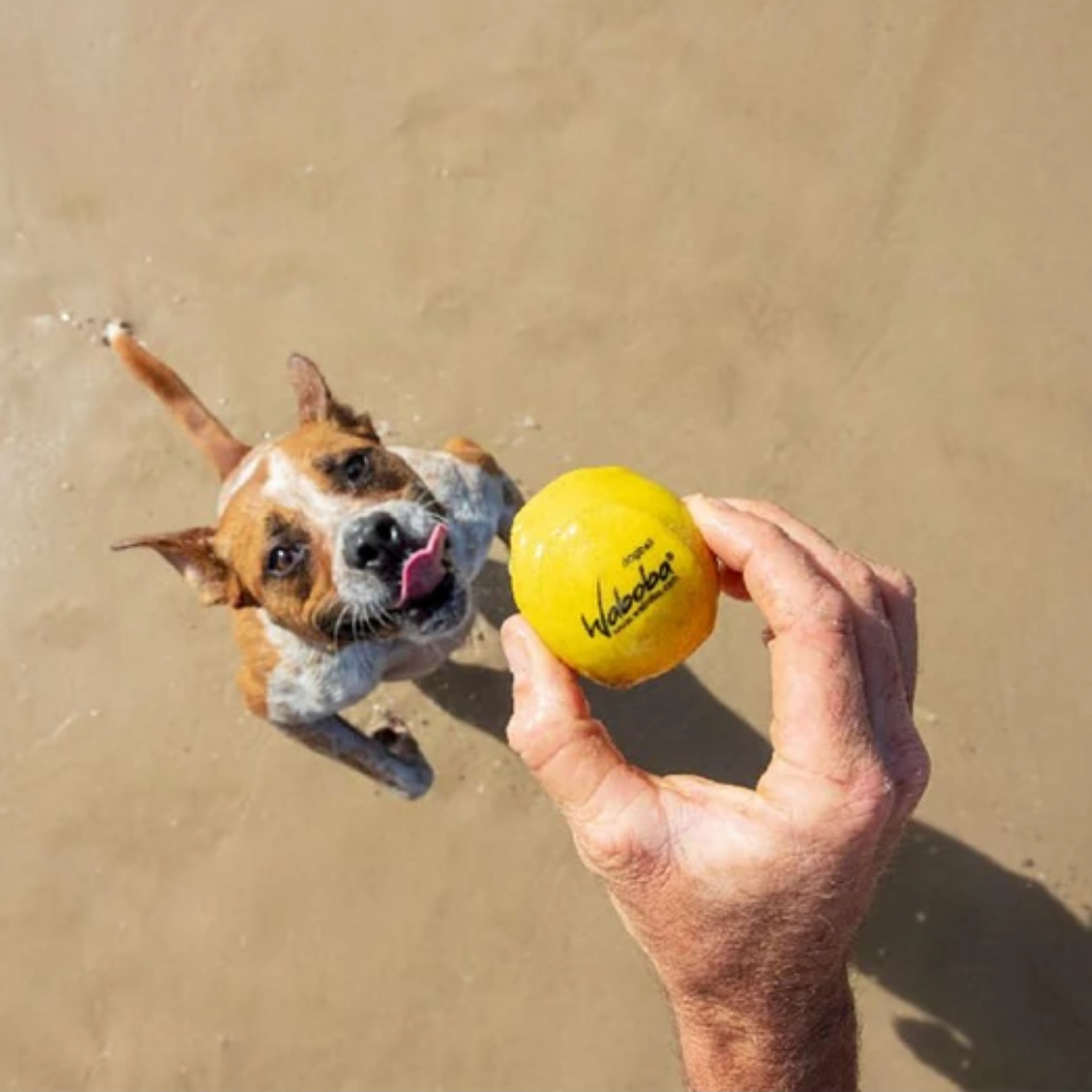 Waboba Fetch Suda Zıplayan Top Köpek Oyuncağı