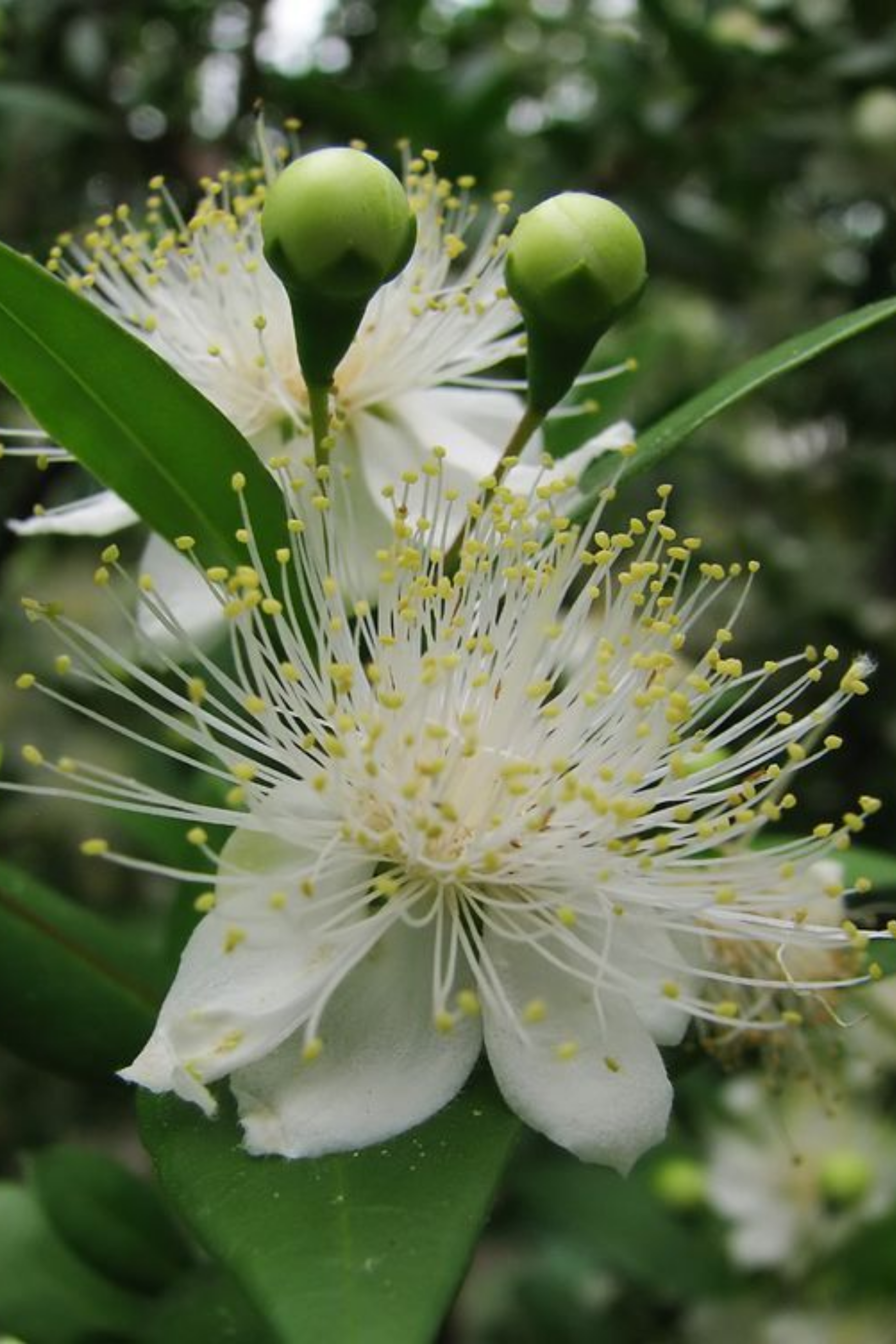 Bahçevilya Beyaz Mersin (Myrtus Communis) Meyve Fidanı 1-2 Yaş Arası Saksılı
