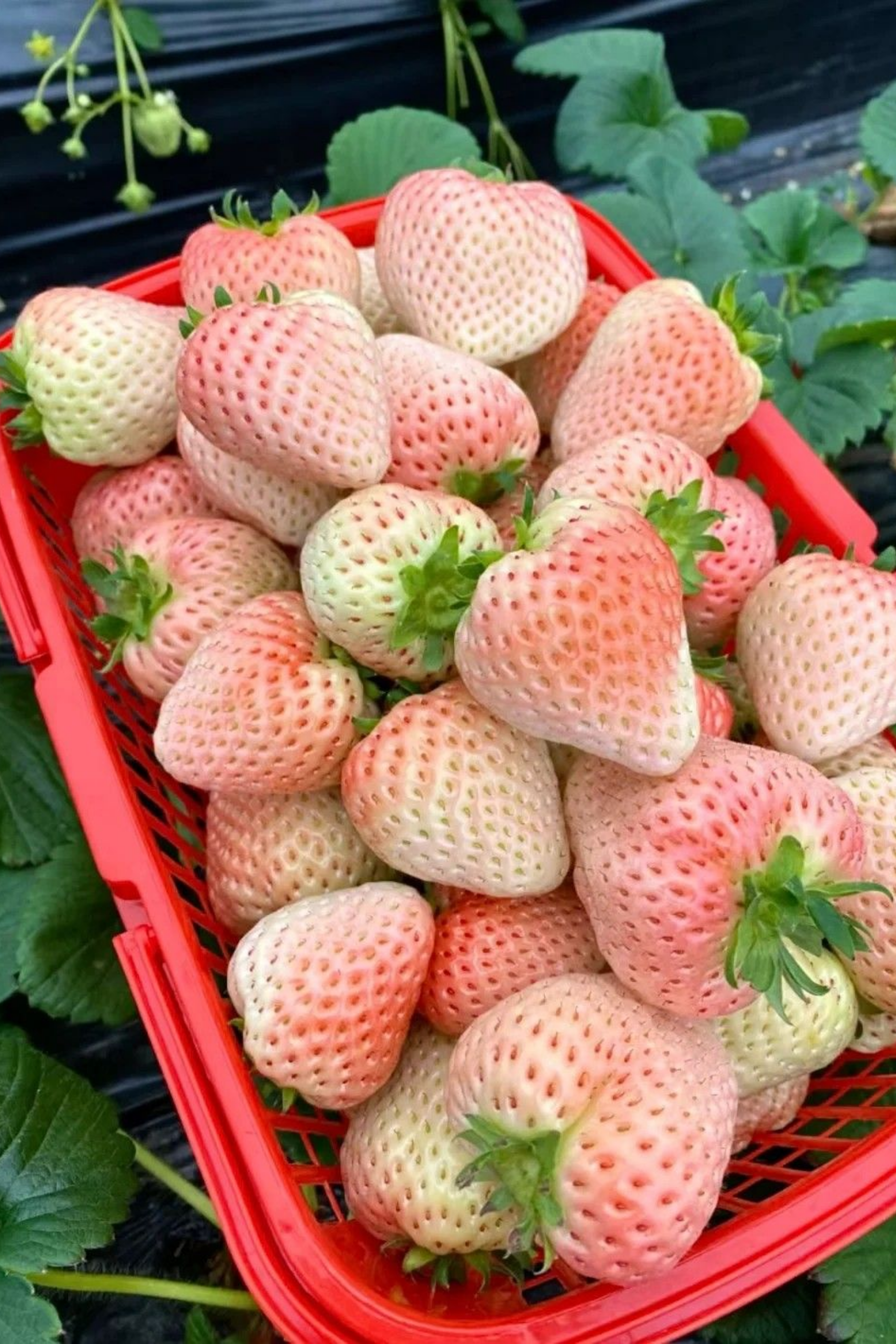 Bahçevilya Açık Pembe Çilek Fidanı (Fragaria Sylvestris Alba) 1-2 Yaş Arası Saksılı