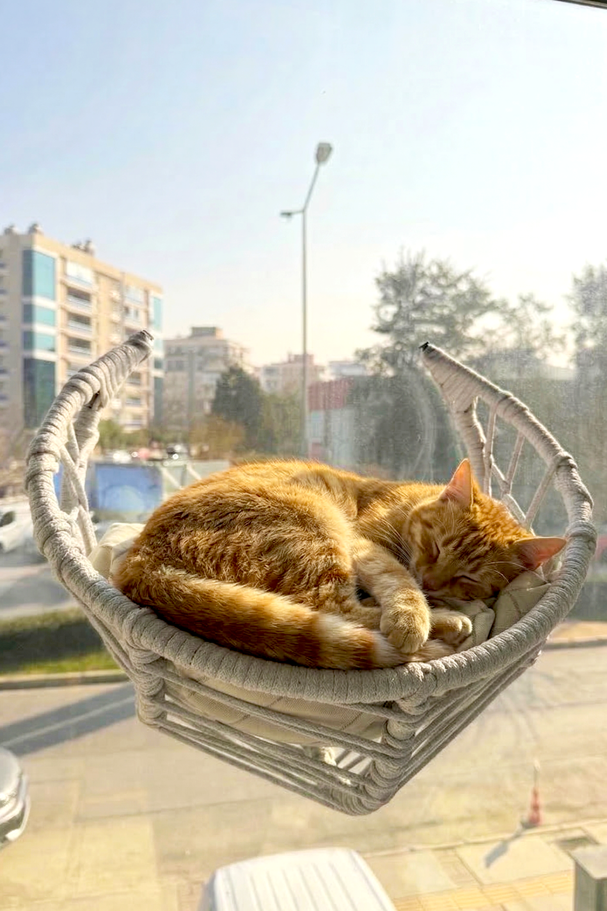 Reyo Lüxperi Hilal Kedi Cam Yatağı & Vantuzlu Cam Yatağı & Kedi Pencere Yatağı Açık Gri