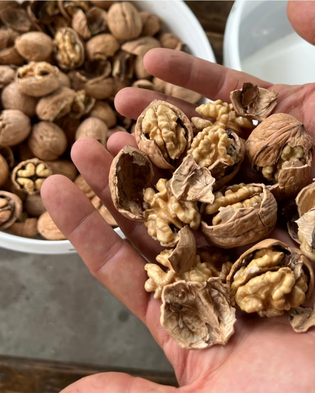 Kadıoğlu CKK45 220V Ceviz ve Fındık Kırma Makinesi