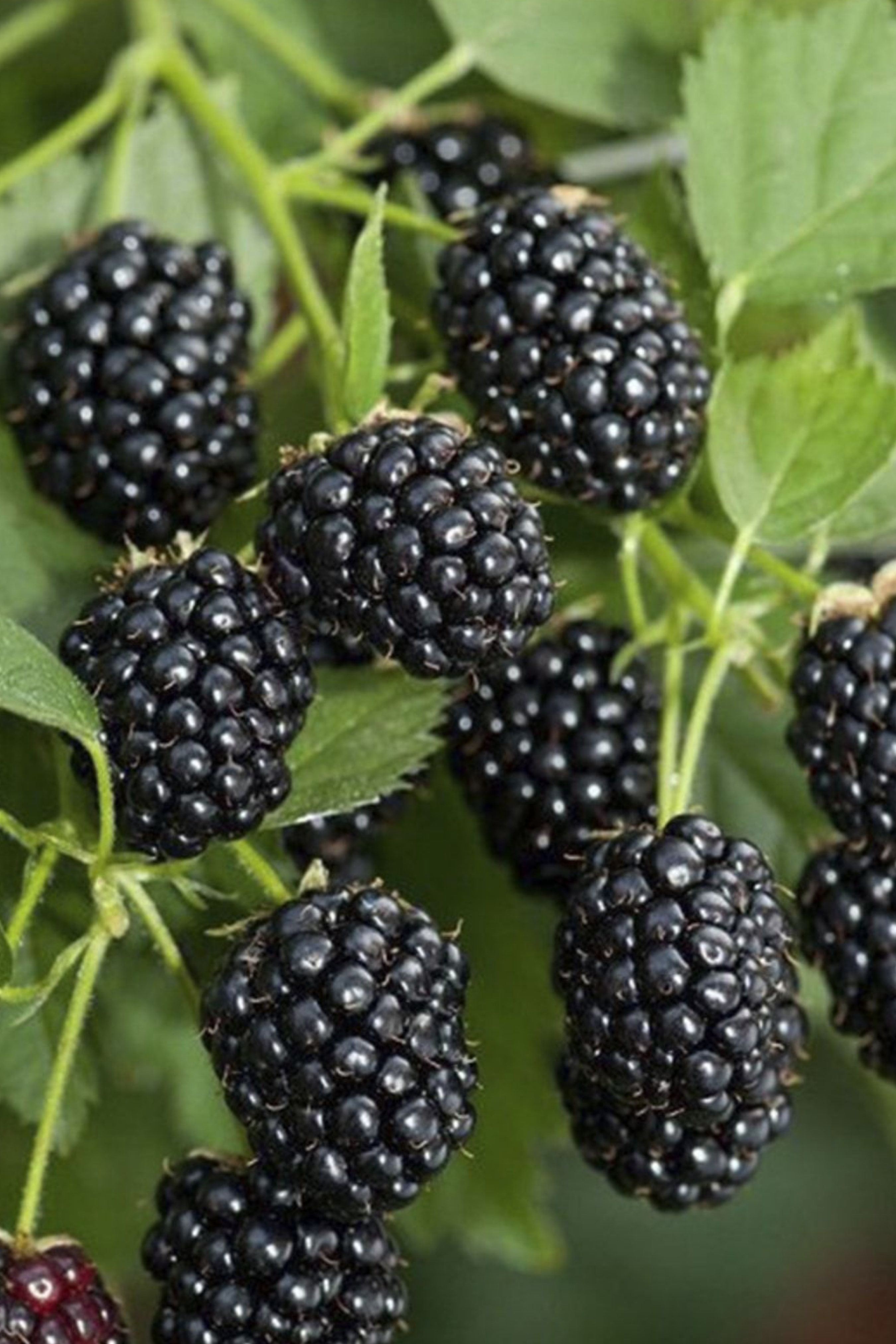 Bahçevilya Jumbo Böğürtlen Fidanı (Rubus Fruticosus) Saksılı 1-2 Yaş Arası