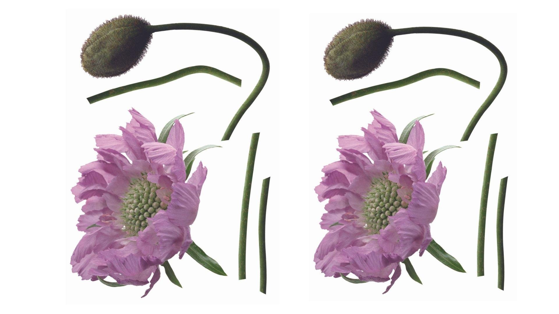 2 Adet Defter Sticker,Laptop Sticker Mor Çiçekli  Pvc 70X50X0,5Cm