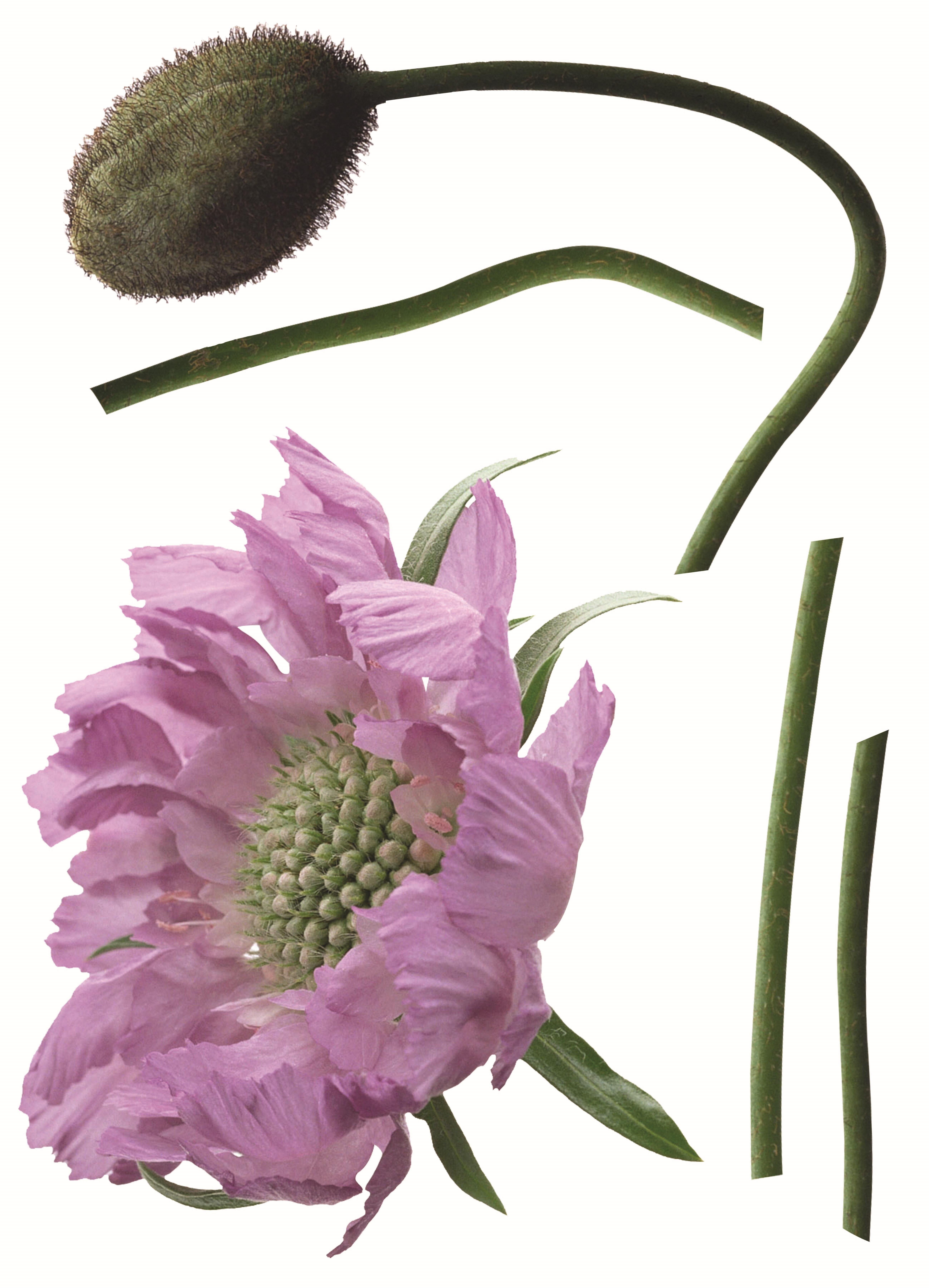 2 Adet Defter Sticker,Laptop Sticker Mor Çiçekli  Pvc 70X50X0,5Cm