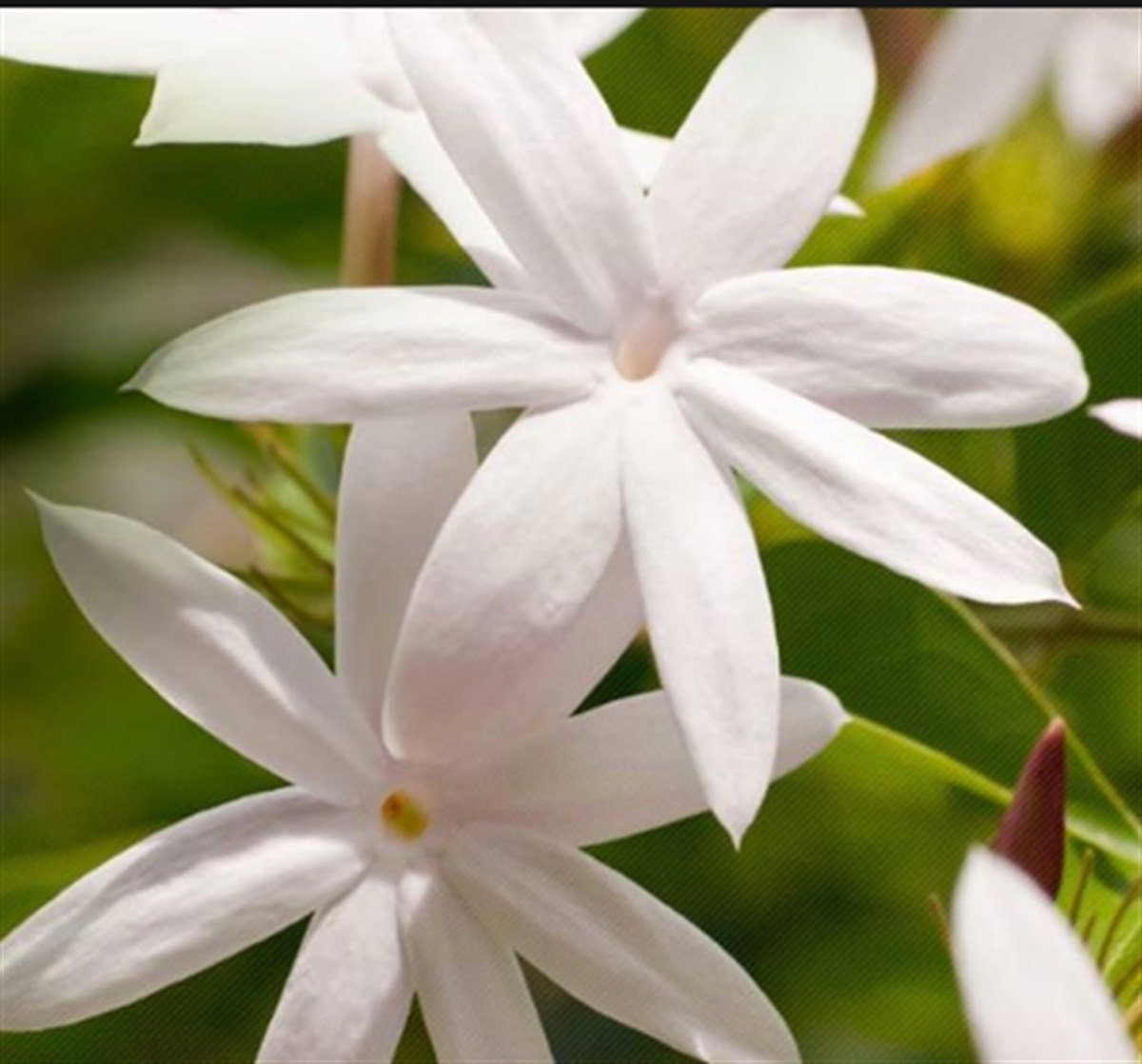 Ayurvedic Jasmine (Yasemin) Elde Sarma Masala Tütsü - Miamantra