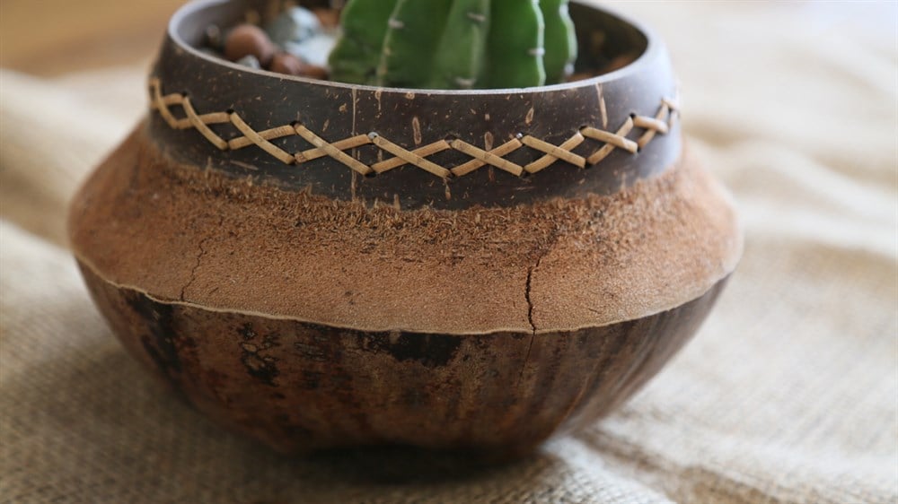 Hindistan Cevizi Saksılık / Kase (Çap: 20 cm)