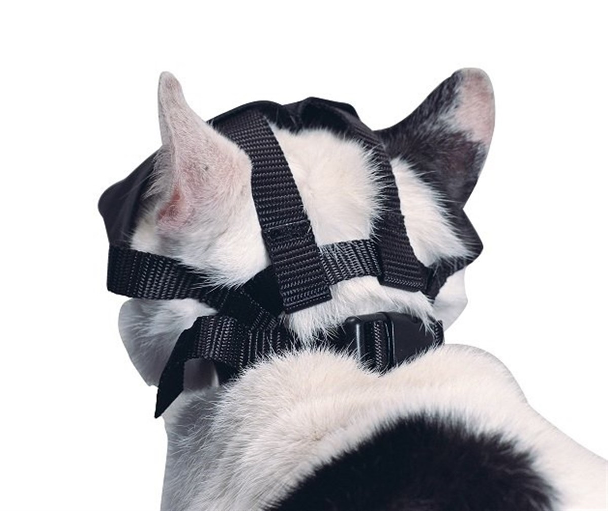 BUSTER Kedi Ağızlığı