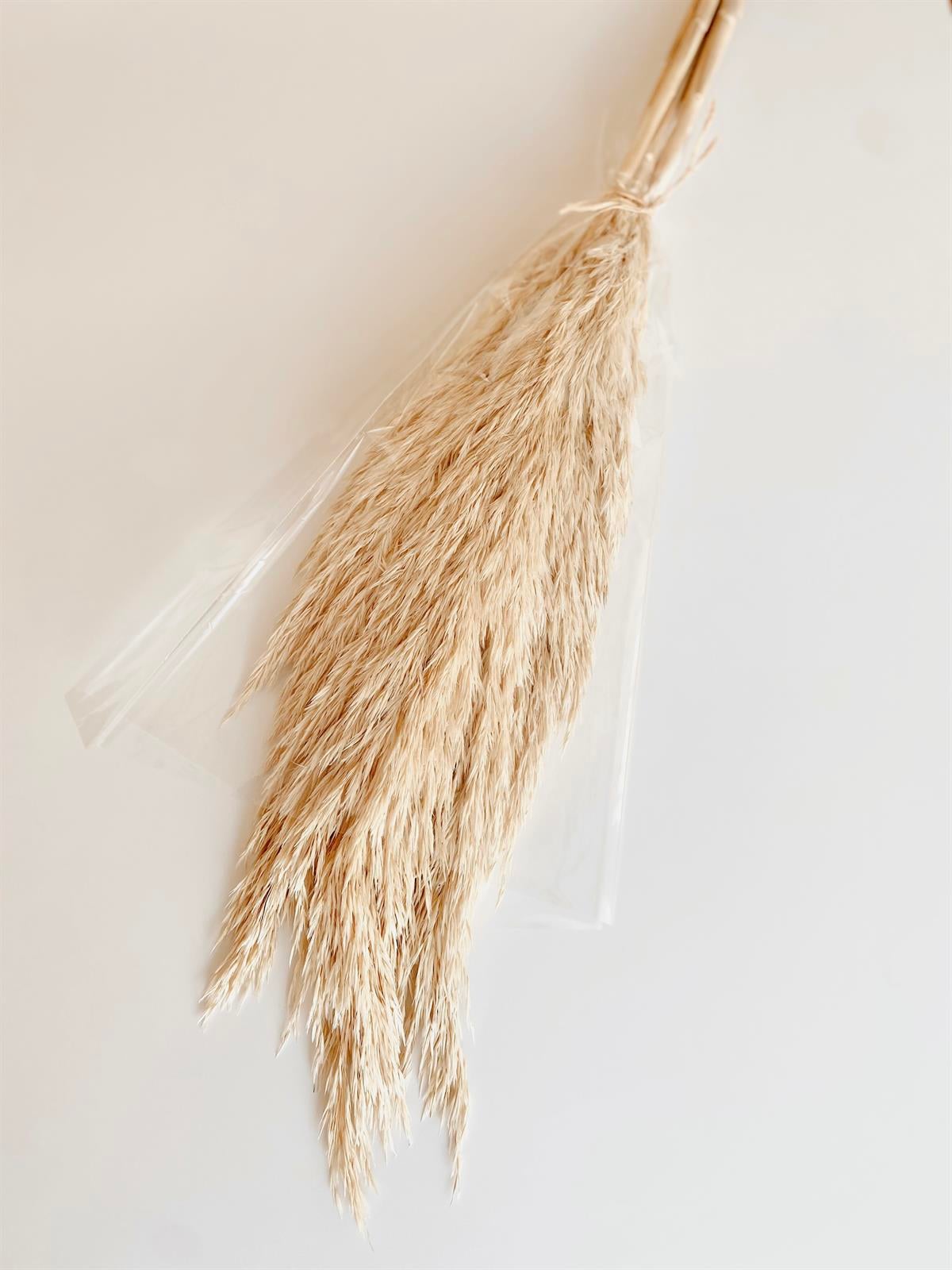 Pampas 6 adet