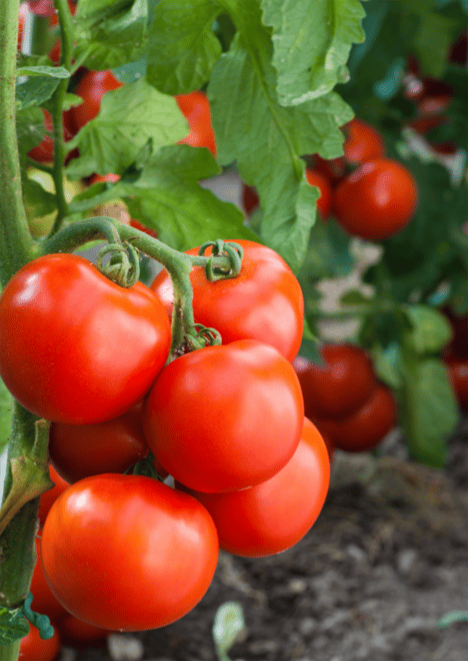  Falcon Domates Tohumu 5 gr