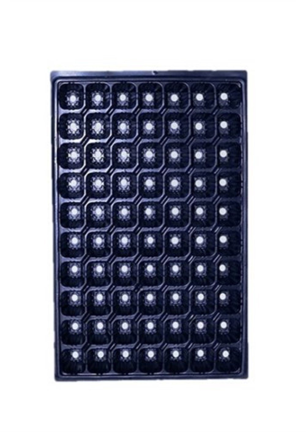 70 Göz Fide Viyolü 100 adet