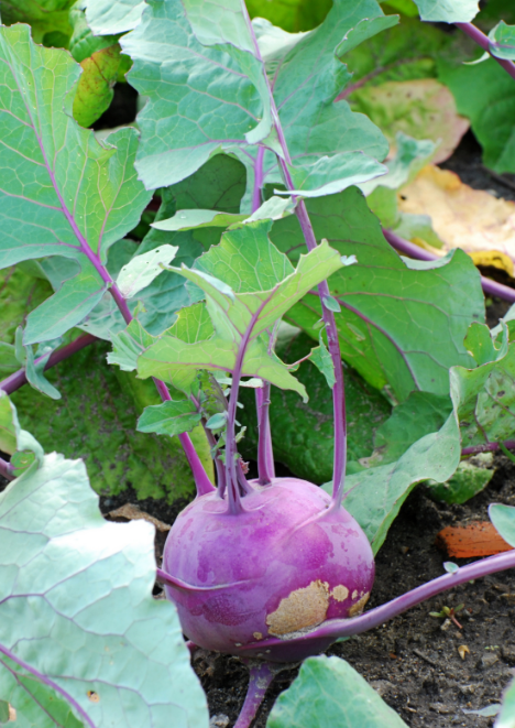 Alabaş Tohumu 10 Adet