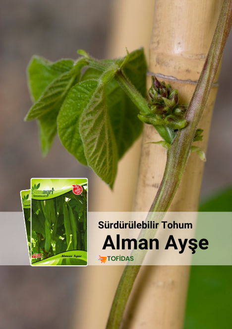Alman Ayşe Fasulye Tohumu 25 gr