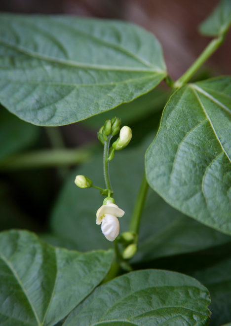 Alman Ayşe Fasulye Tohumu 25 gr