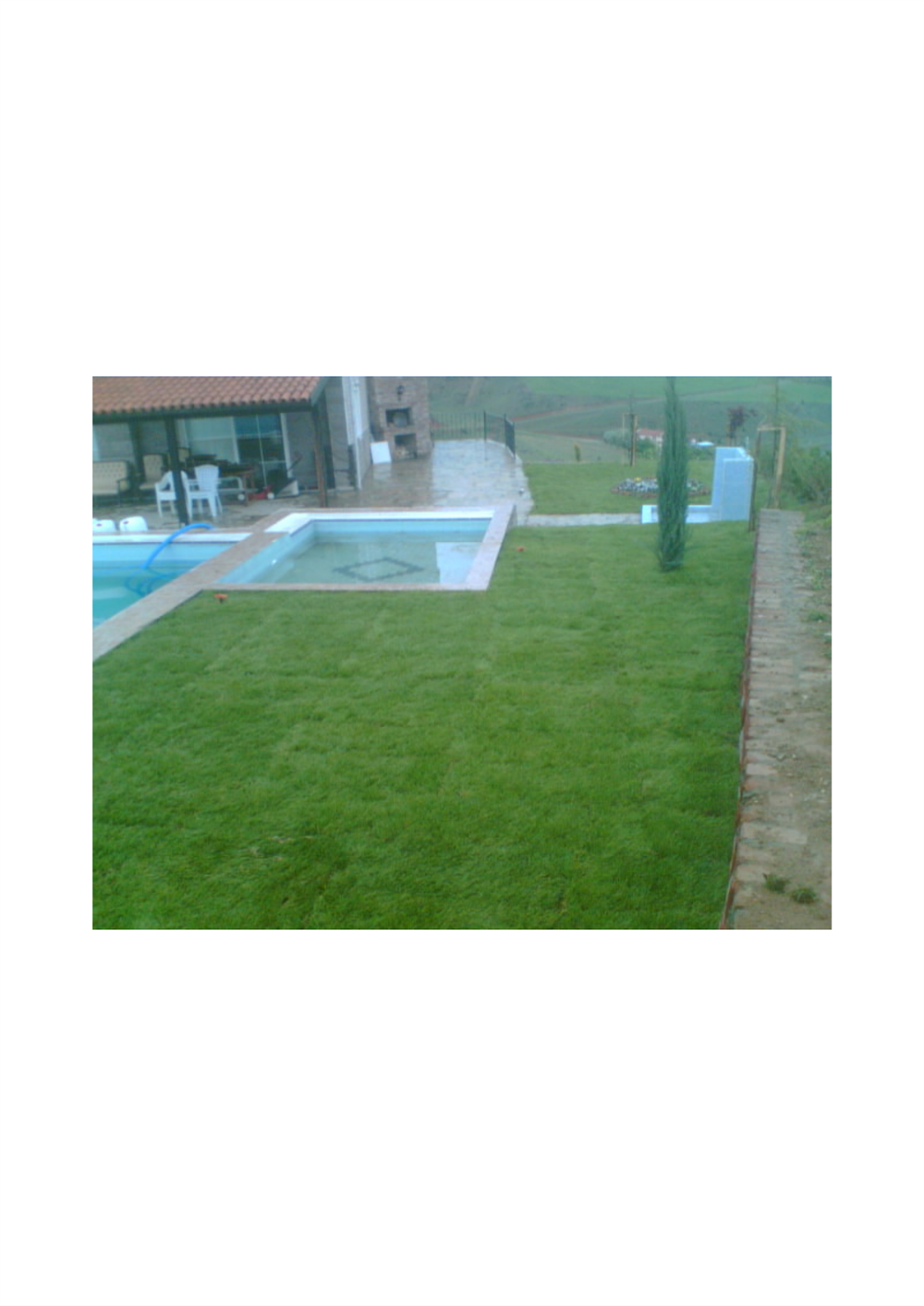 Ankomer Çim Tohumu 1 kg