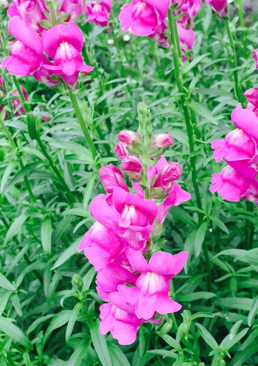 Aslan Ağzı Çiçeği Tohumu 40 adet