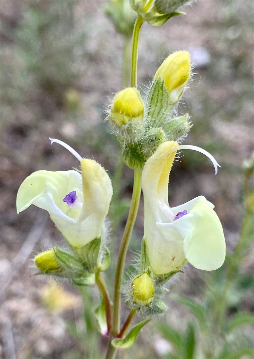 Aslan Ağzı Çiçeği Tohumu 40 adet