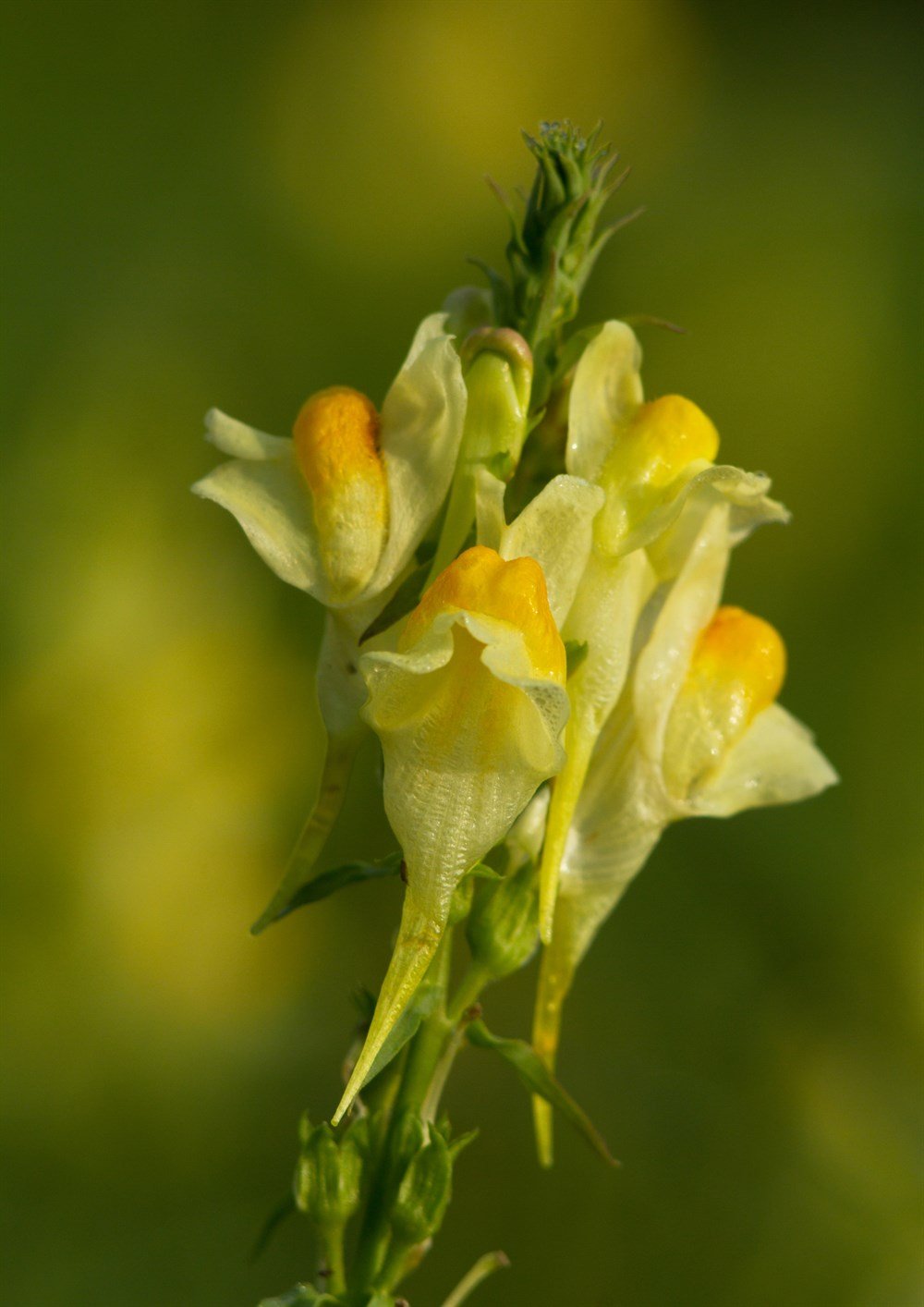 Aslan Ağzı Çiçeği Tohumu 40 adet