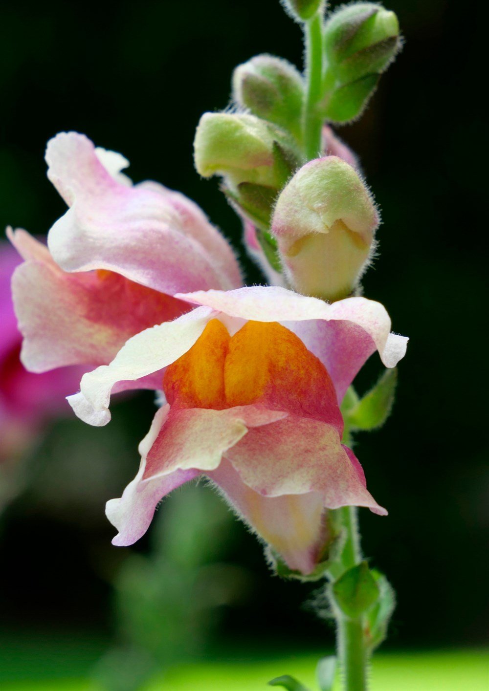 Aslan Ağzı Çiçeği Tohumu 40 adet