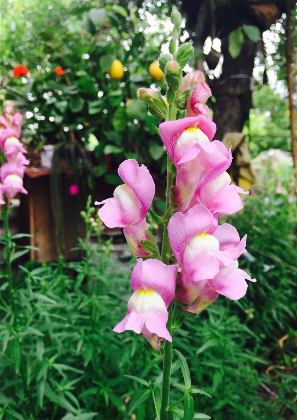 Aslan Ağzı Çiçeği Tohumu 40 adet