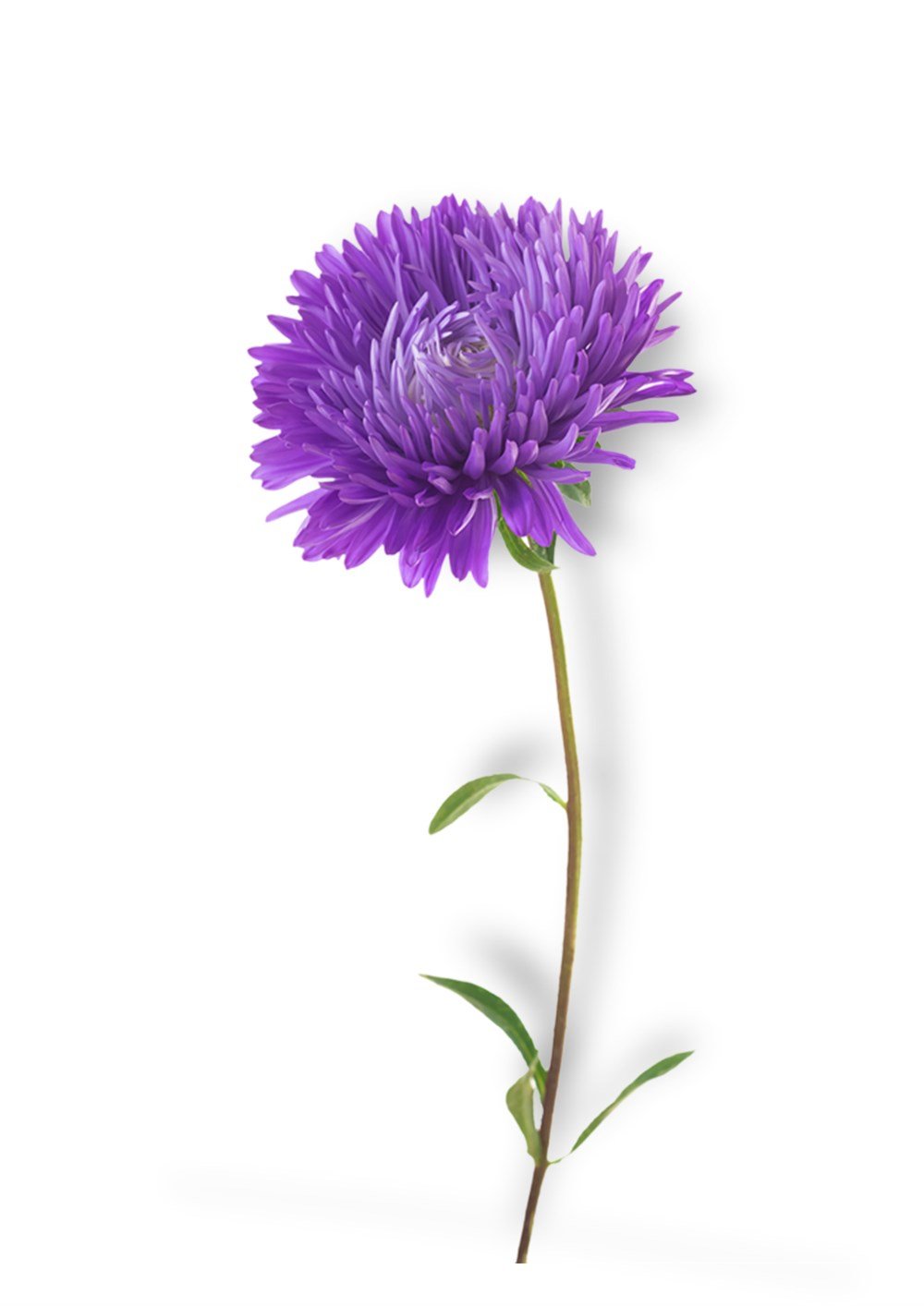 Aster Çiçeği Tohumu 40 adet