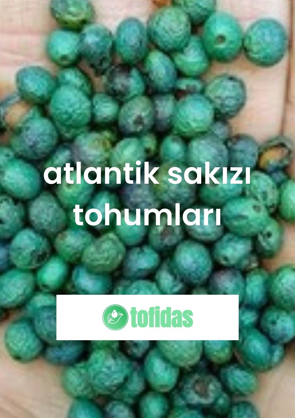 Atlantik Sakızı Tohumu
