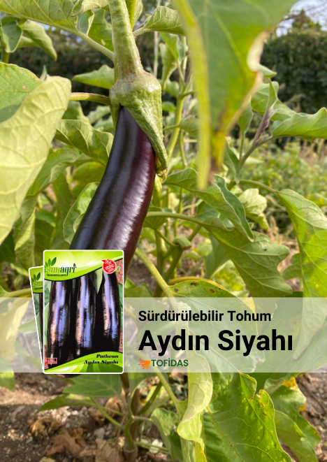 Aydın Siyahı Patlıcan Tohumu 5 gr