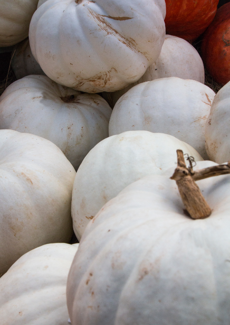 Bal Kabağı Tohumu 10 g