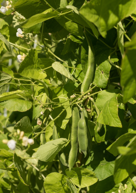 Beril Fasulye Tohumu 25 gr