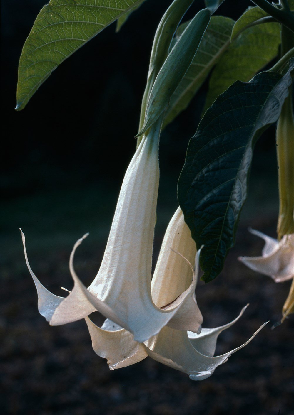 Beyaz Datura Çiçek Tohumu 40 adet