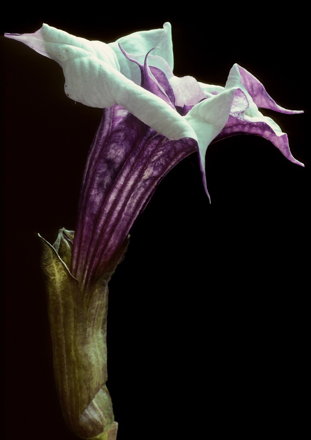 Beyaz Datura Çiçek Tohumu 40 adet