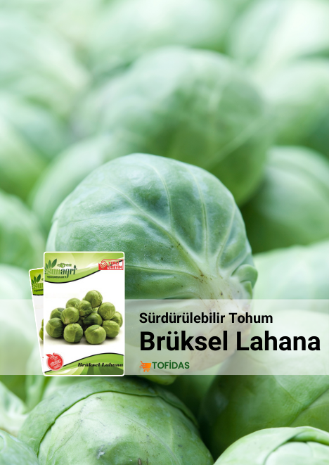 Bürüksel Lahanası 105 adet