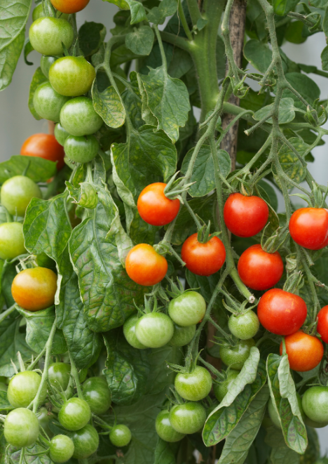 Cherry Domates Tohumu 400 adet tohum