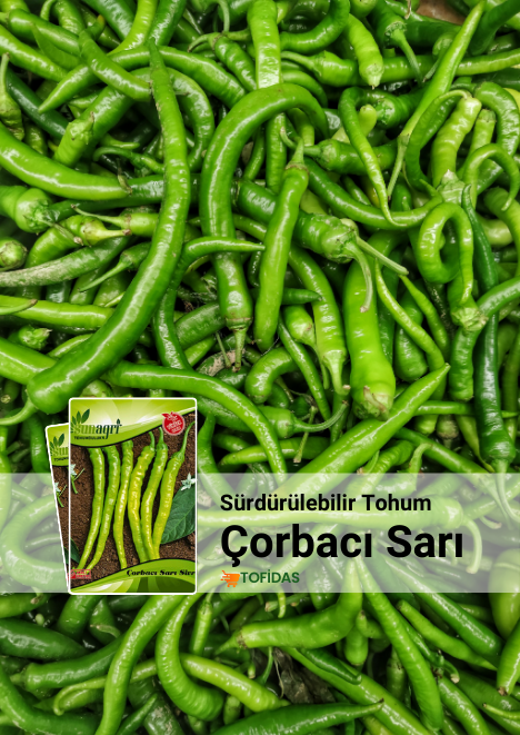 Çorbacı Sarı Sivri Biber Tohumu 5 gr