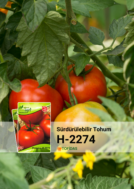 DOMATES H-2274 Tohumu 5 gr