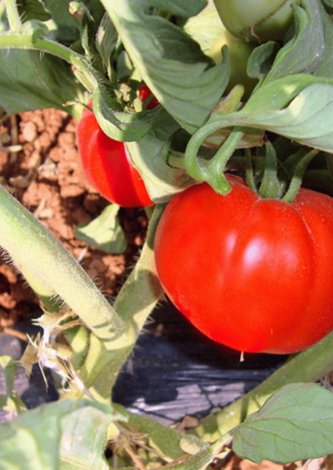 DOMATES H-2274 Tohumu 5 gr