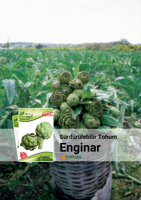 Enginar Tohumu 20 adet 
