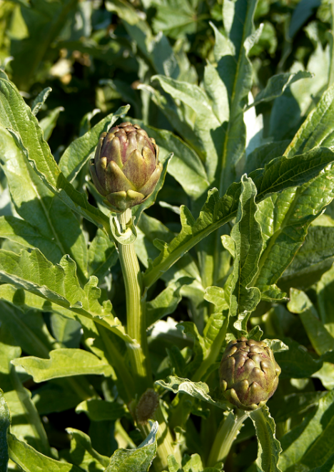 Enginar Tohumu 20 adet 