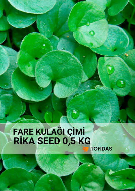 Fare Kulağı Tohumu