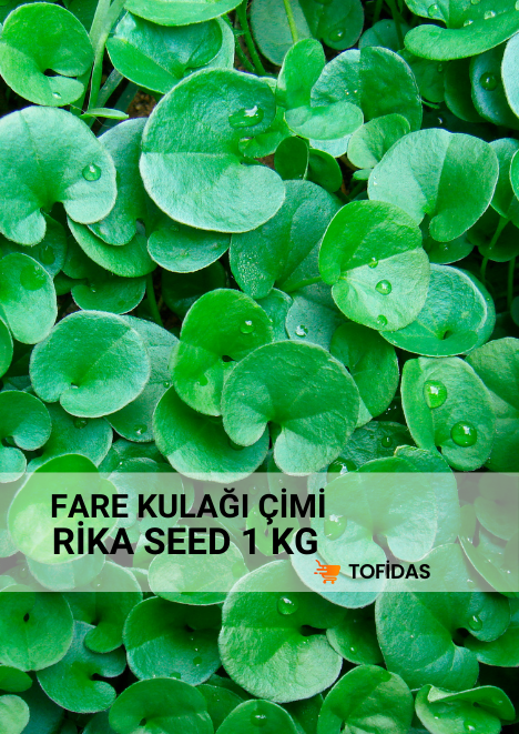 Fare Kulağı Tohumu (Dichondra Repens)1 Kg 