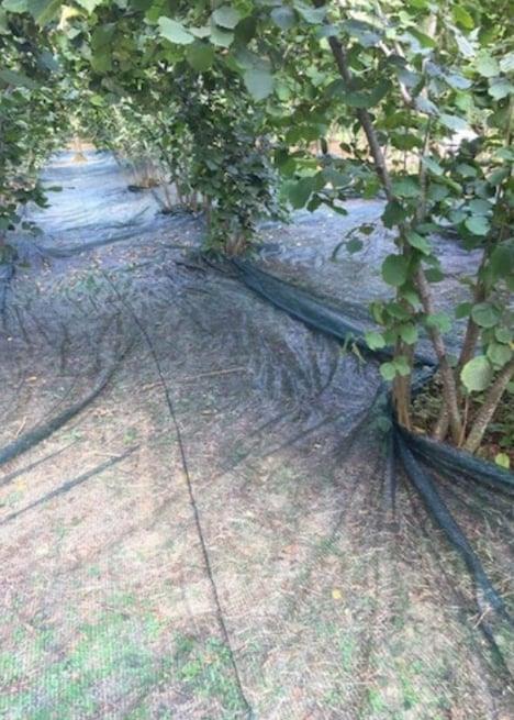 Fındık Toplama Filesi %35lik 