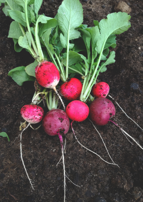 Fındık Turp Tohumu 10 gr