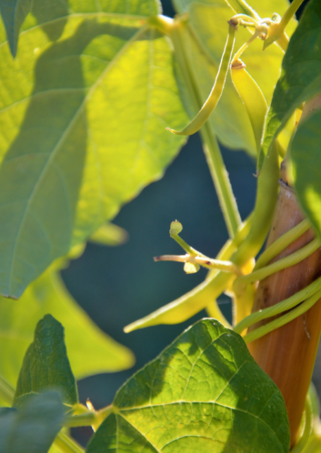 Helinda Gold Fasulye Tohumu 25 gr