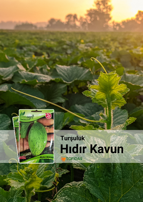 Hıdır Kavun (Turşuluk) Tohumu 5 g
