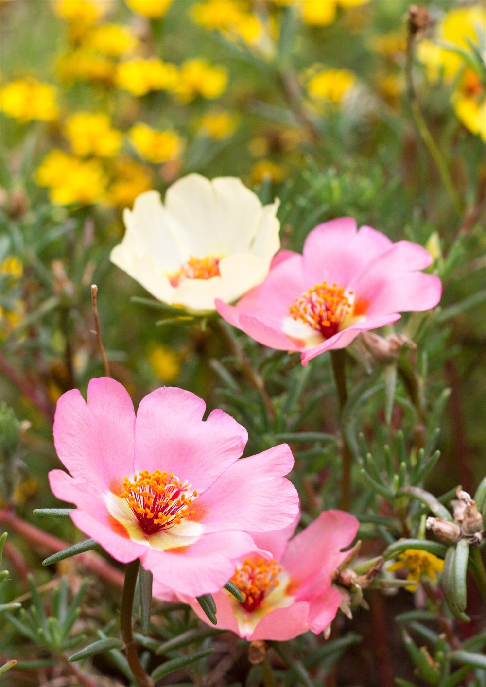 İpek Çiçeği Tohumu 40 adet